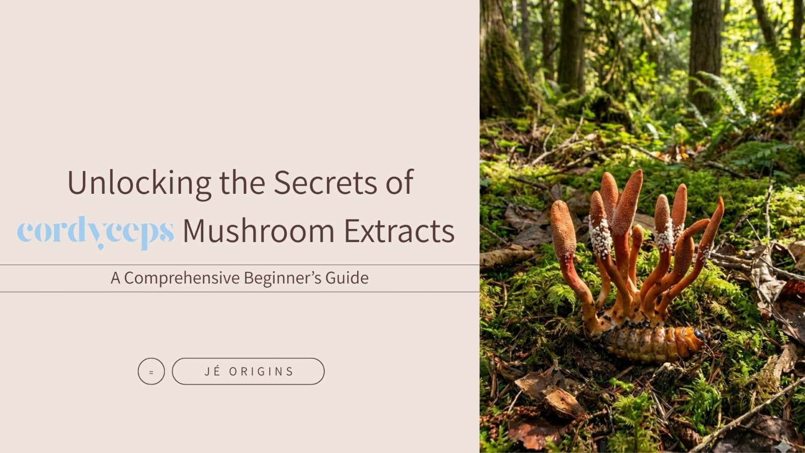Unlocking the Secrets of Cordyceps Mushroom Extracts: A Comprehensive ...