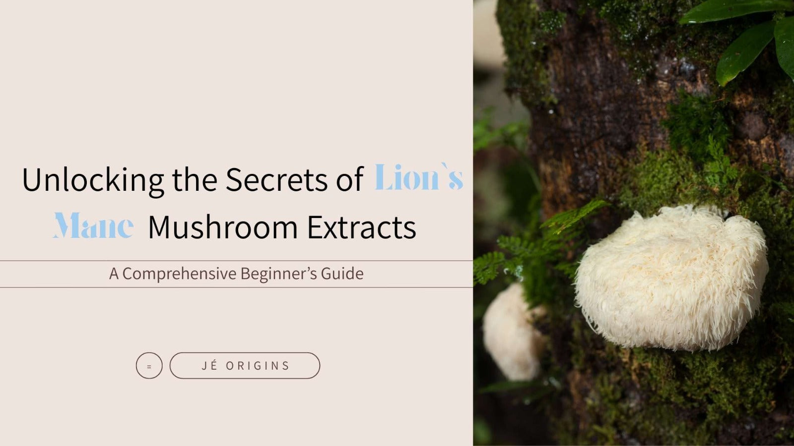 Unlocking the Secrets of Lion’s Mane Mushroom Extracts: A Comprehensive Beginner’s Guide